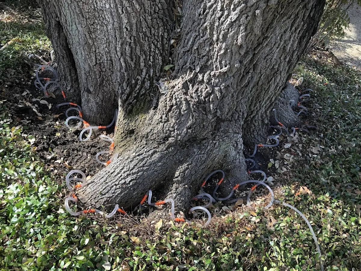 Detailed Tree Cabling and Bracing job site in Westmoreland