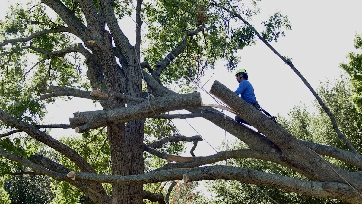 Professional Crown Thinning performed by certified arborists in Westmoreland
